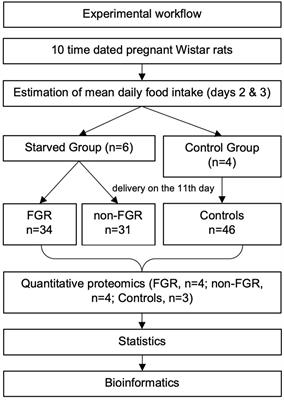 The Effect of Prenatal Food Restriction on Brain Proteome in Appropriately Grown and Growth Restricted Male Wistar Rats